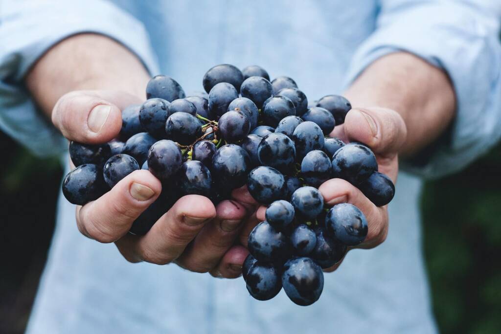 Uva rossa
