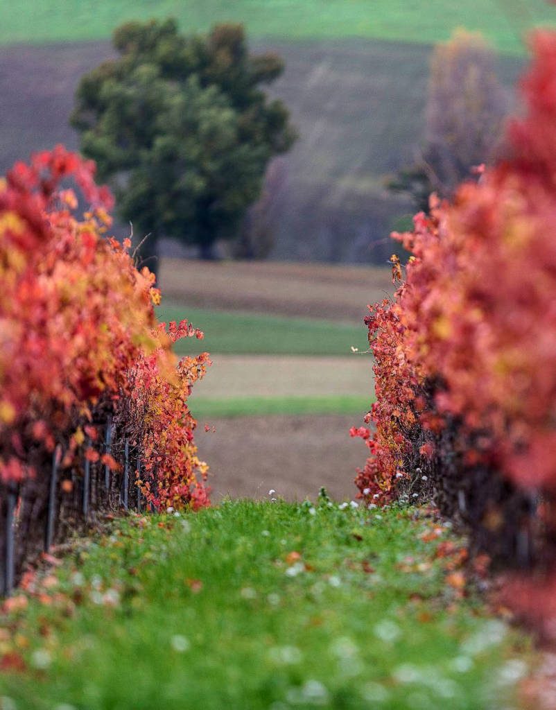 Paesaggio toscano