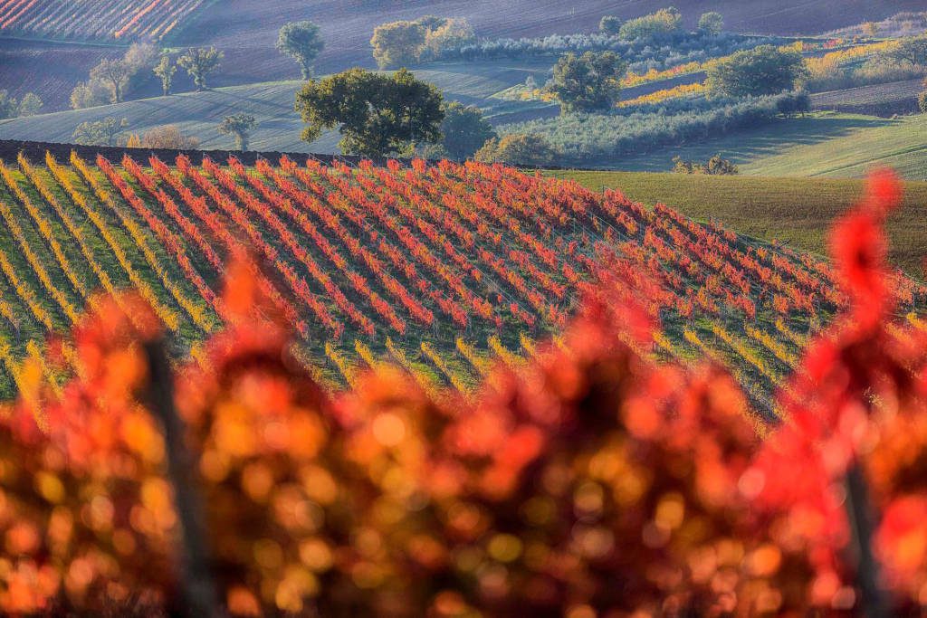 Territorio DOC Grance Senesi