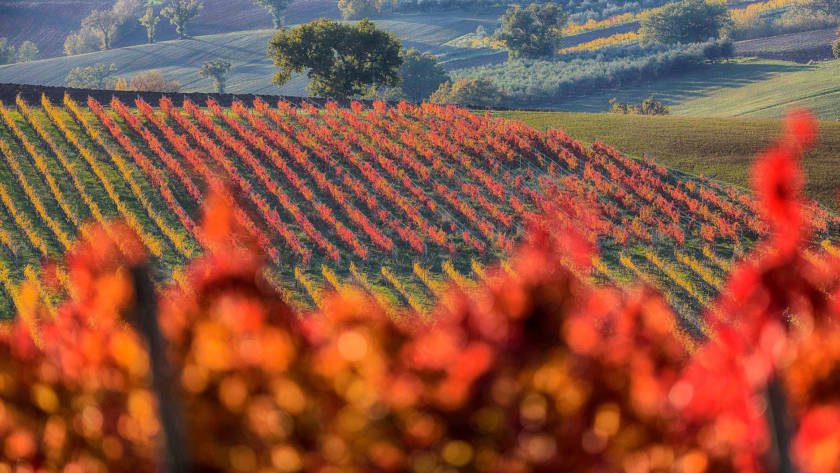 Territorio DOC Grance Senesi