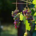 Le preziose varietà di uve che caratterizzano i vini toscani DOC